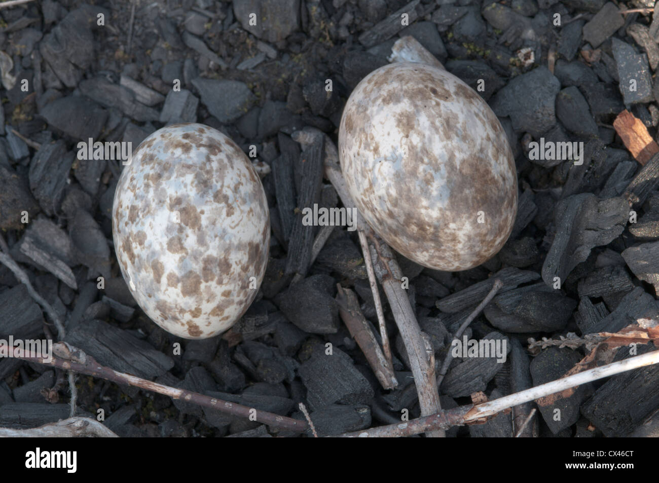 West Sussex, UK. Juli. Ziegenmelker (Caprimulgus Europaeus). Eiern im Nest auf Abbränden von alten Lagerfeuer. Stockfoto