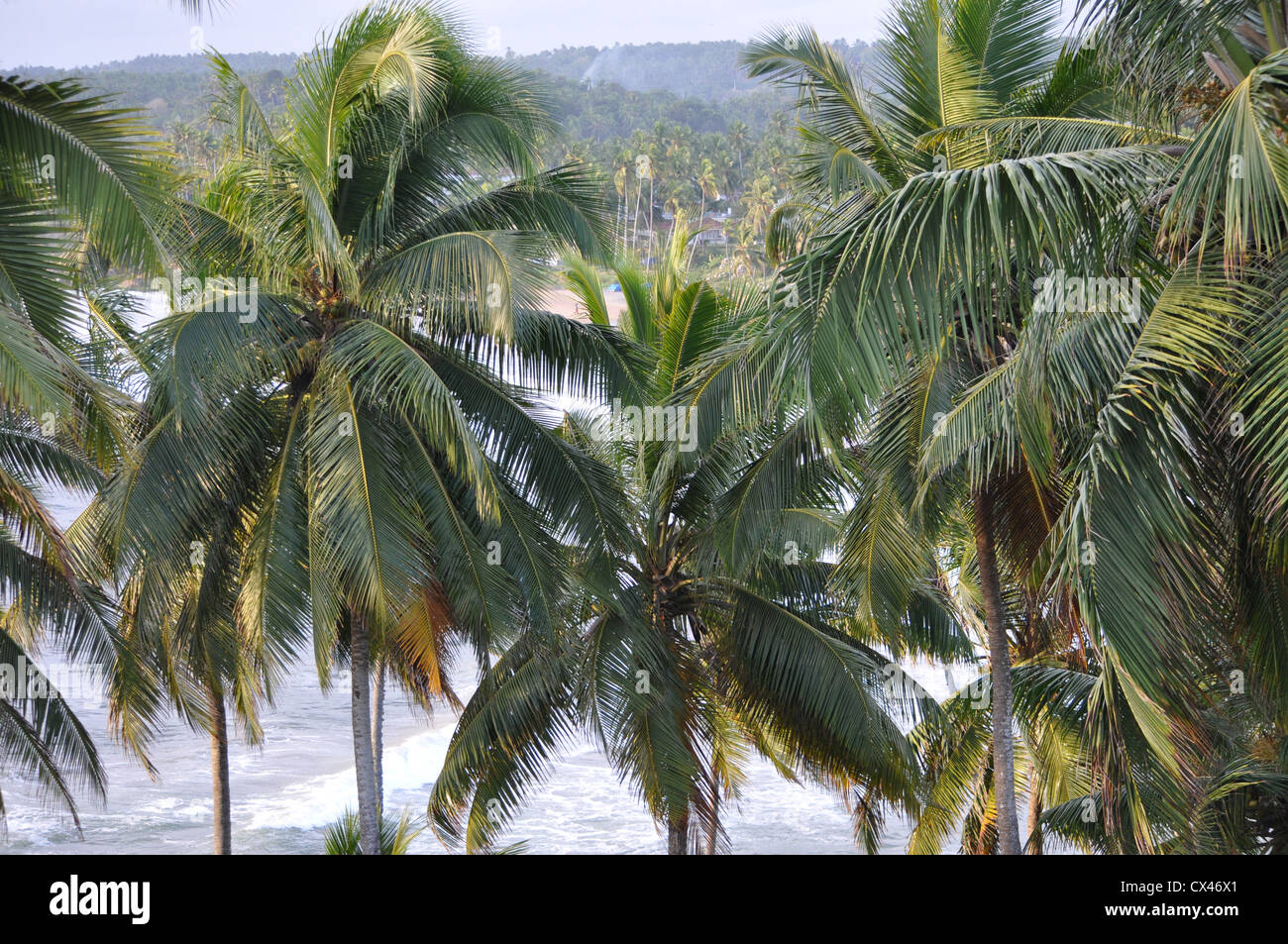 Kokospalmen auf Felsen am Meer Stockfoto