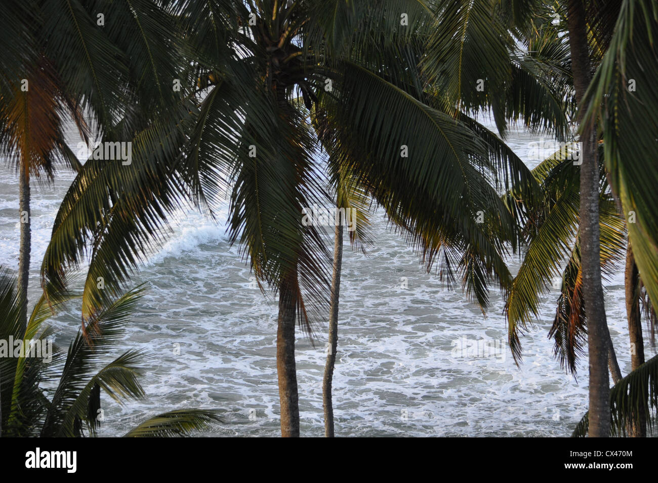 Kokospalmen auf Felsen am Meer Stockfoto