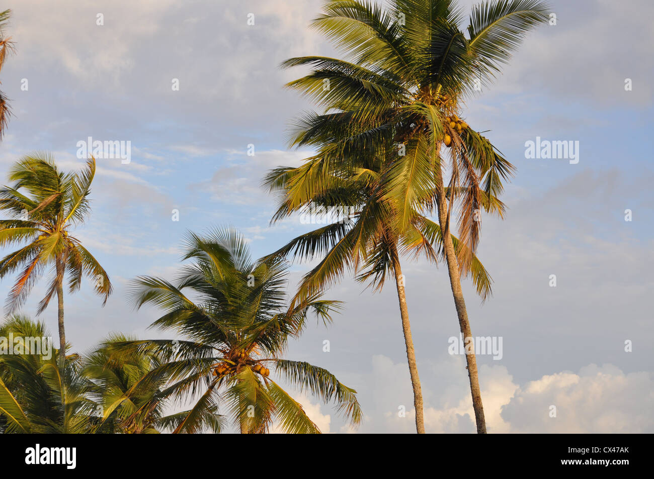 Morgensonne Strahlen auf Kokospalmen von Kovalam Stockfoto