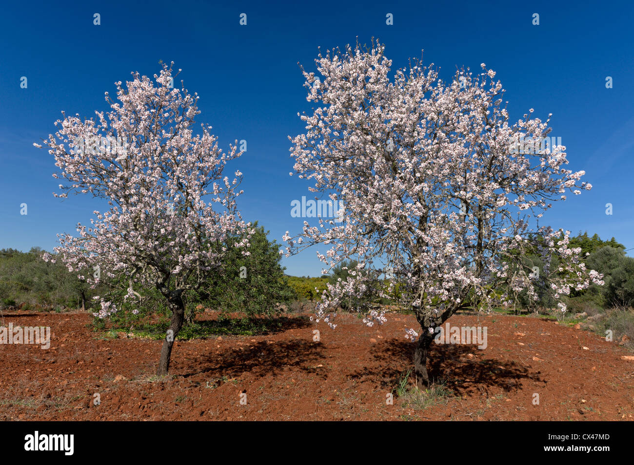 Portugal, Algarve, zwei Mandelbäume blühen in einem Acker Stockfoto