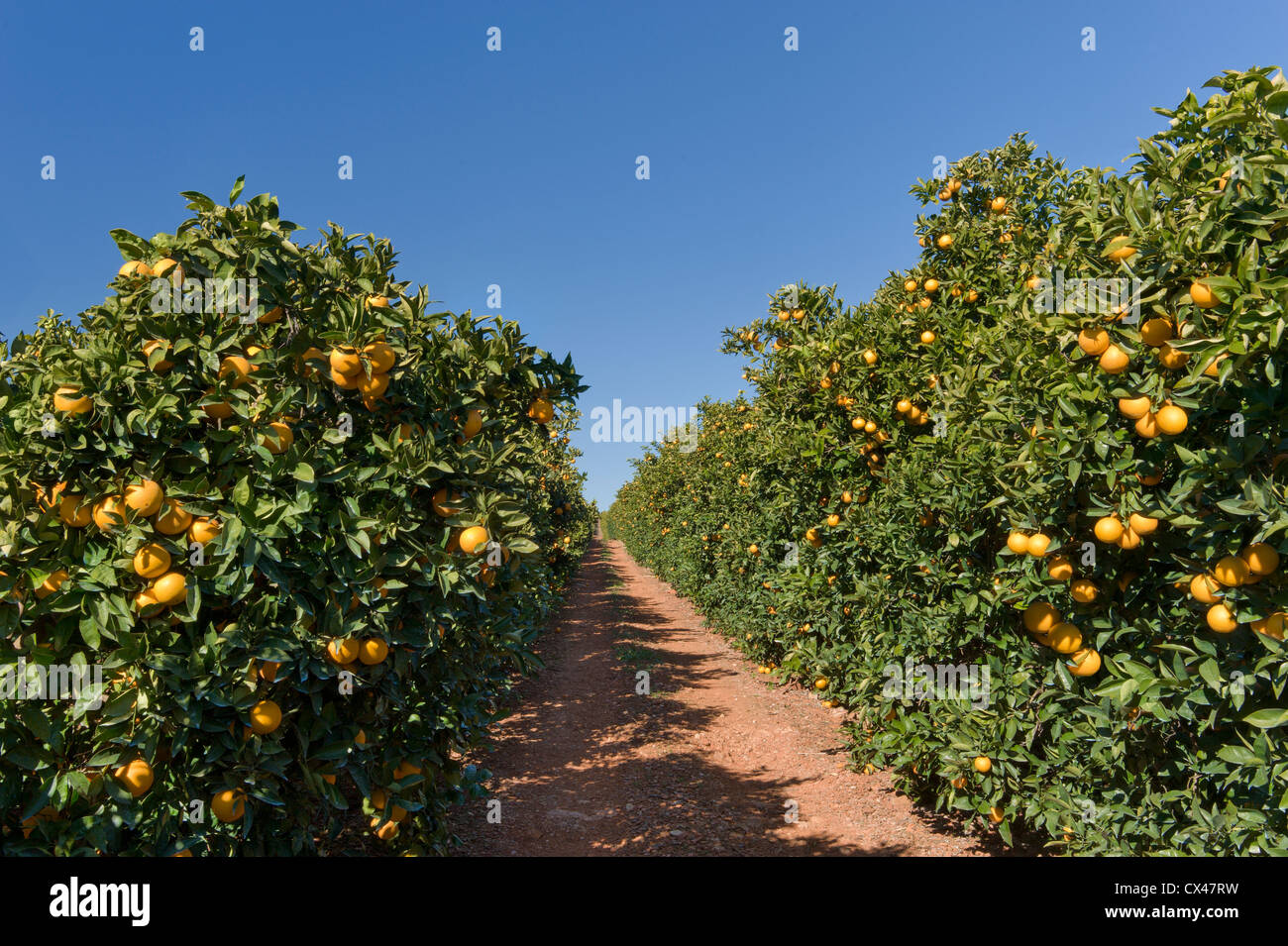 Portugal, Algarve, orange Obstgarten Stockfoto