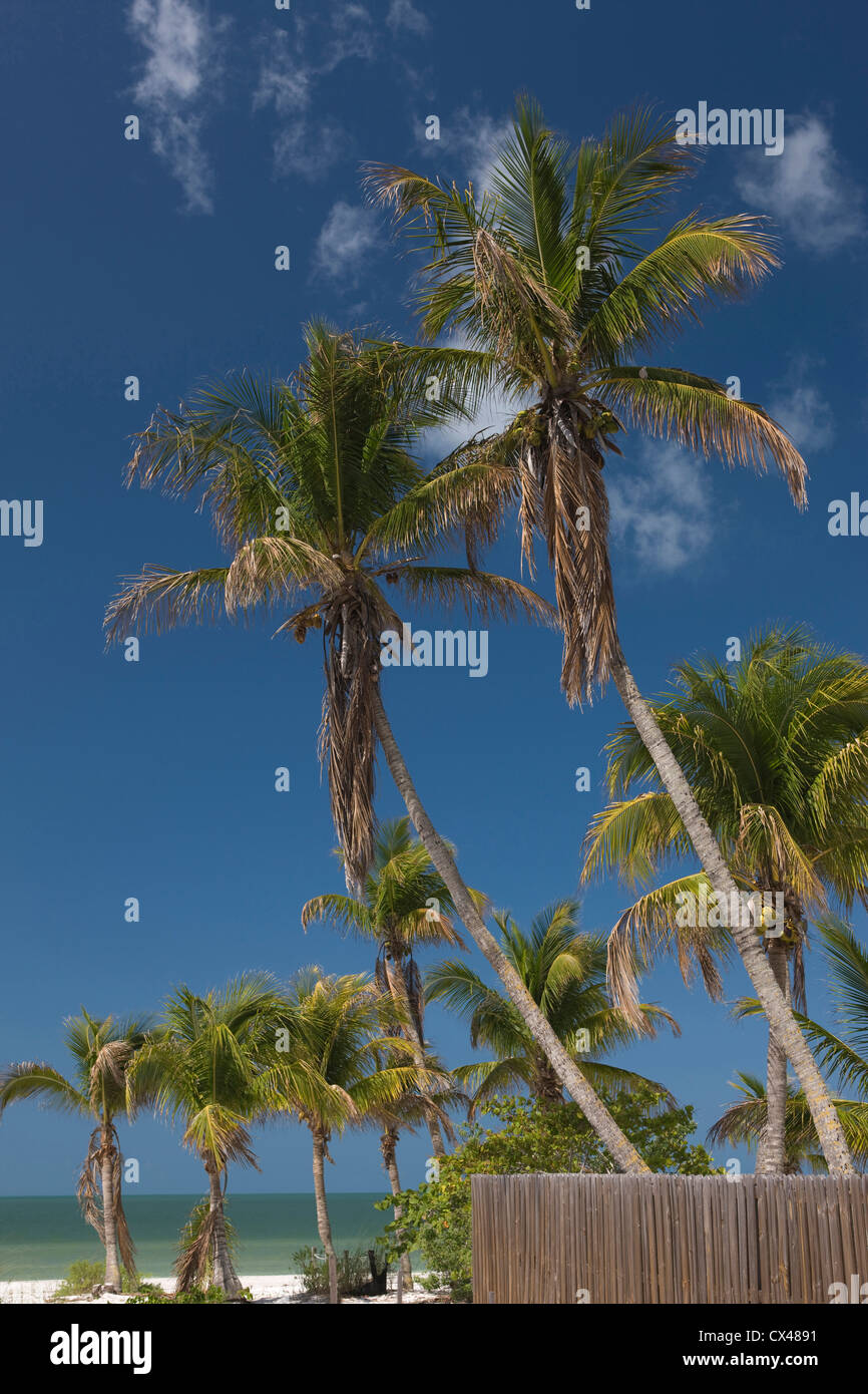 PALM BÄUME FORT MYERS BEACH ESTERO ISLAND GOLF-KÜSTE FLORIDA USA Stockfoto