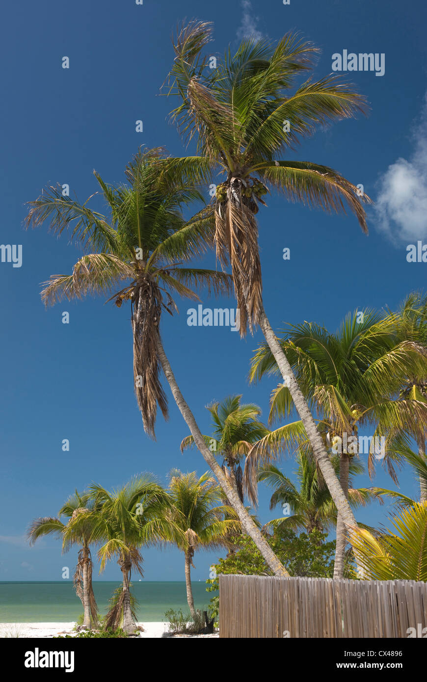 PALM BÄUME FORT MYERS BEACH ESTERO ISLAND GOLF-KÜSTE FLORIDA USA Stockfoto
