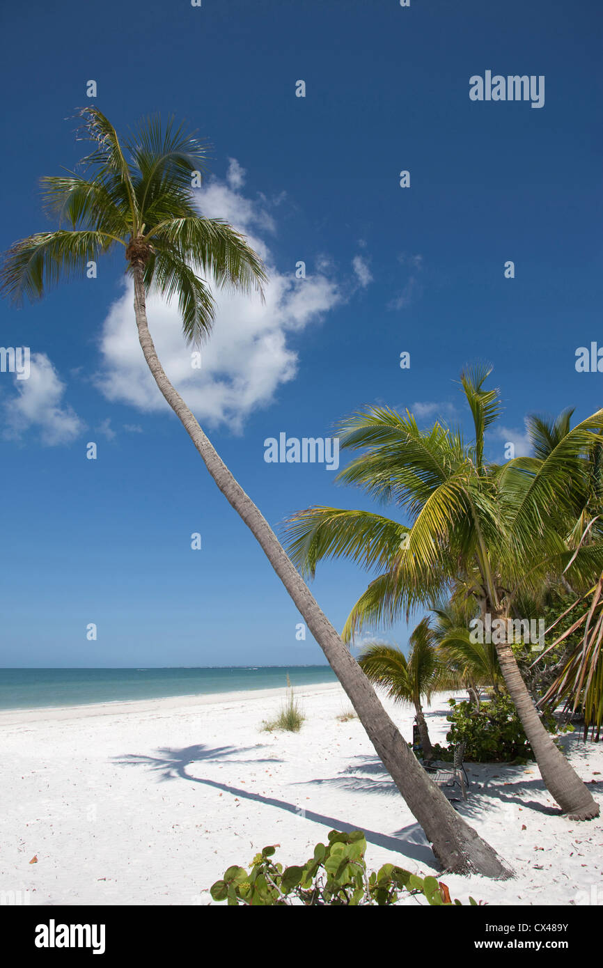 PALM BÄUME FORT MYERS BEACH ESTERO ISLAND GOLF-KÜSTE FLORIDA USA Stockfoto