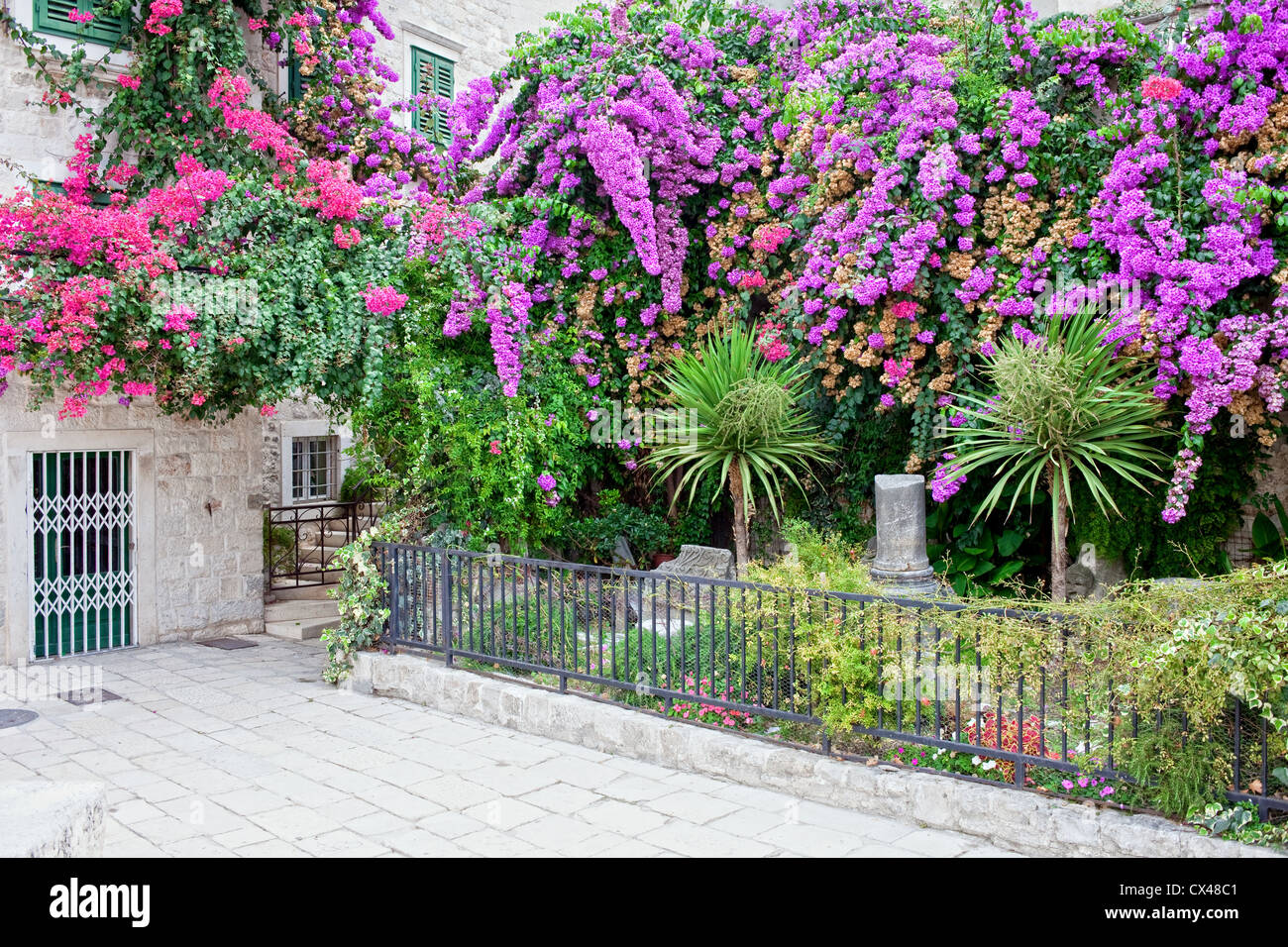 Schöner kleiner Garten mit violetten und roten Blüten, die in der alten Stadt Split, Kroatien, Dalmatien Region gemausert. Stockfoto