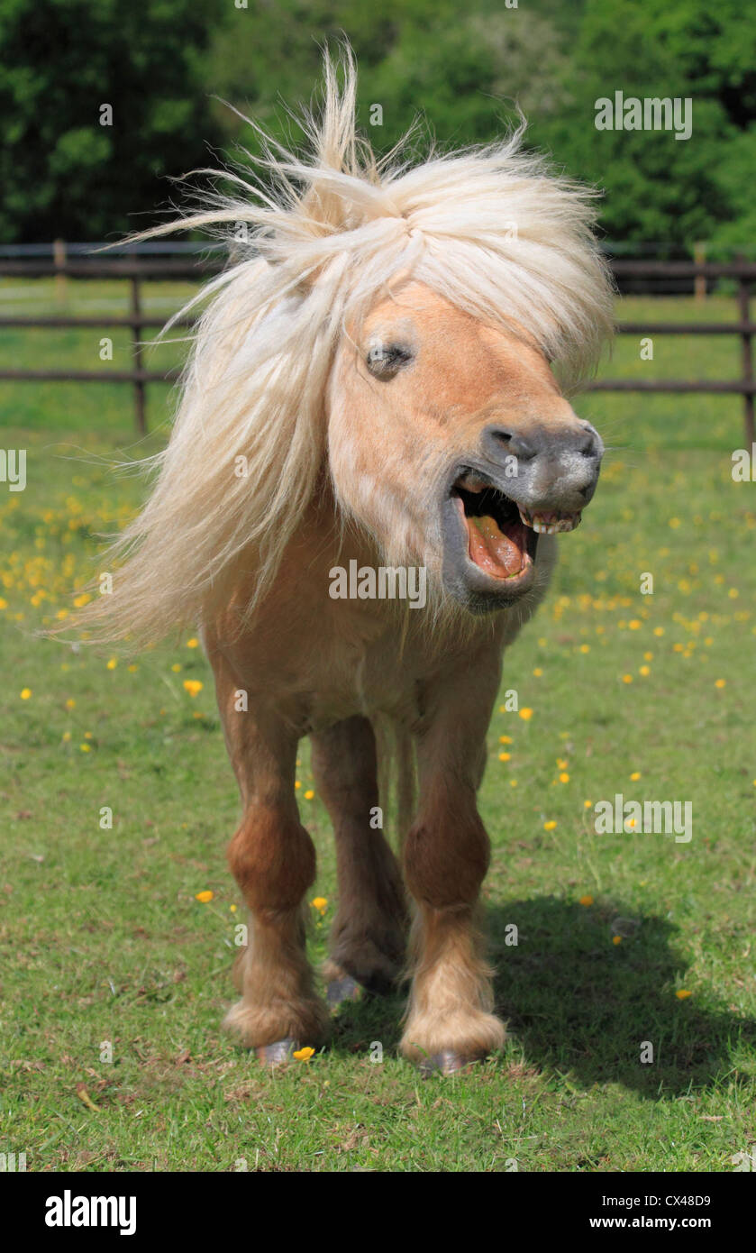 Mini Shetland Hengst; Worcestershire, England Stockfoto