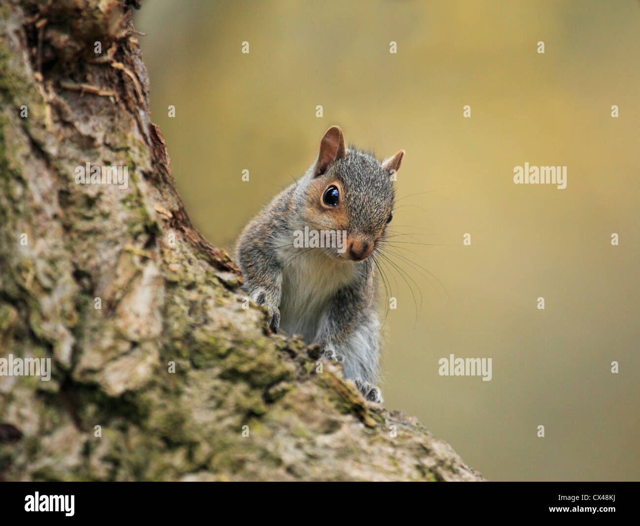 Graues Eichhörnchen (Sciurus Carolinensis), Worcecstershire, England, Europa Stockfoto