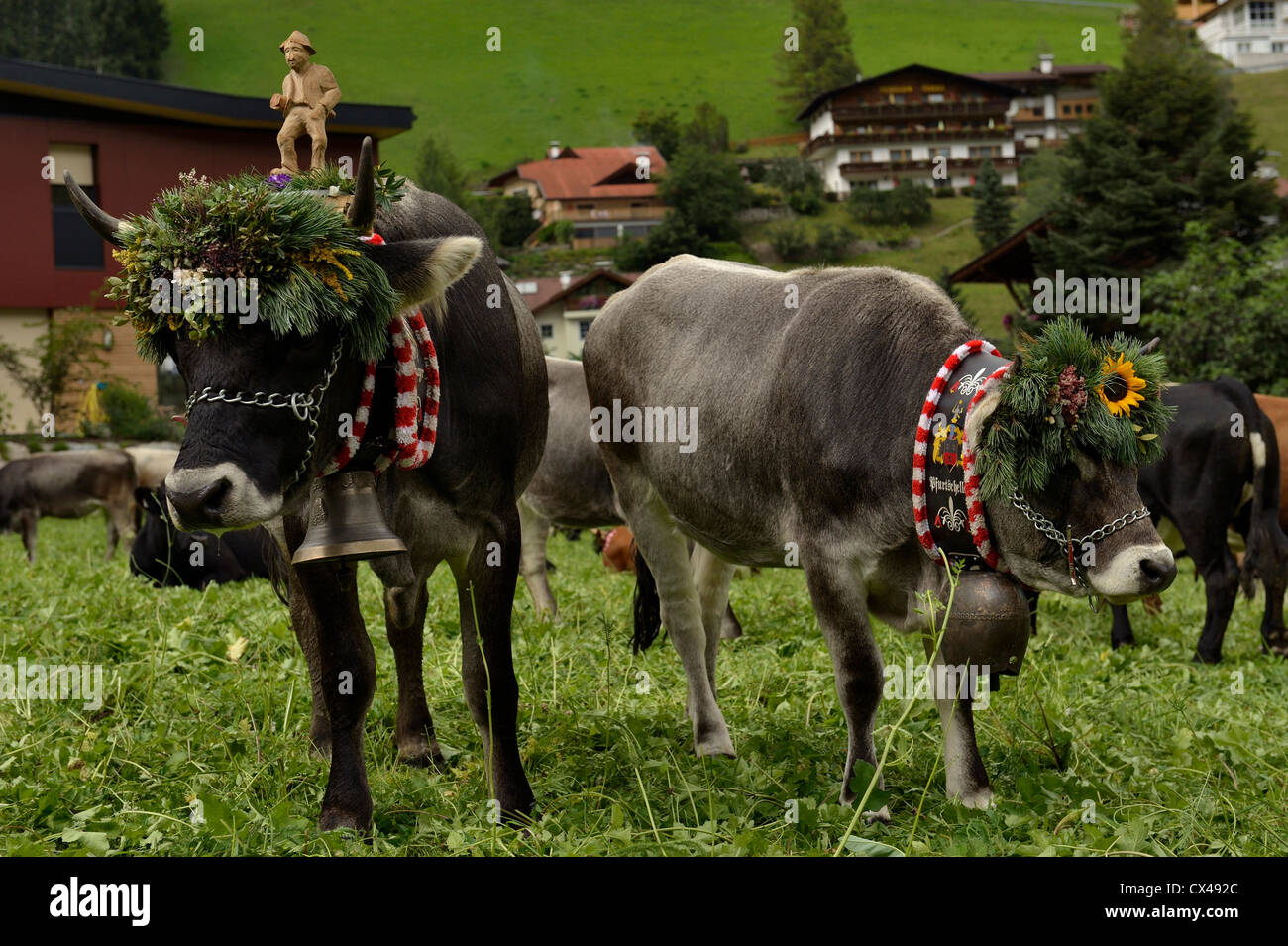 (Neustift Im Stubaital Almabtrieb) Fest, bringen die Kühe nach unten vom hohen alpinen Weiden in den österreichischen Alpen Stockfoto