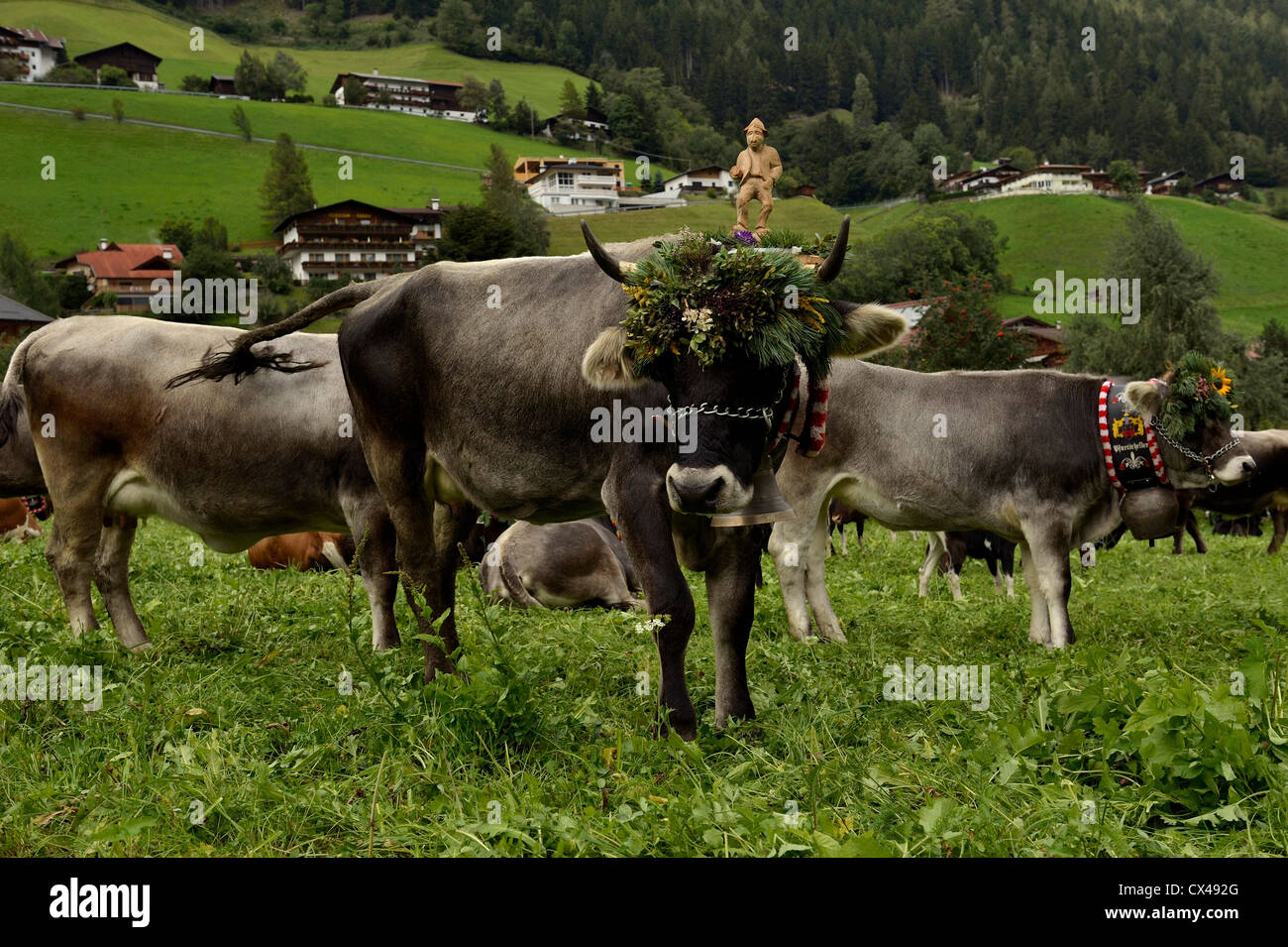 (Neustift Im Stubaital Almabtrieb) Fest, bringen die Kühe nach unten vom hohen alpinen Weiden in den österreichischen Alpen Stockfoto