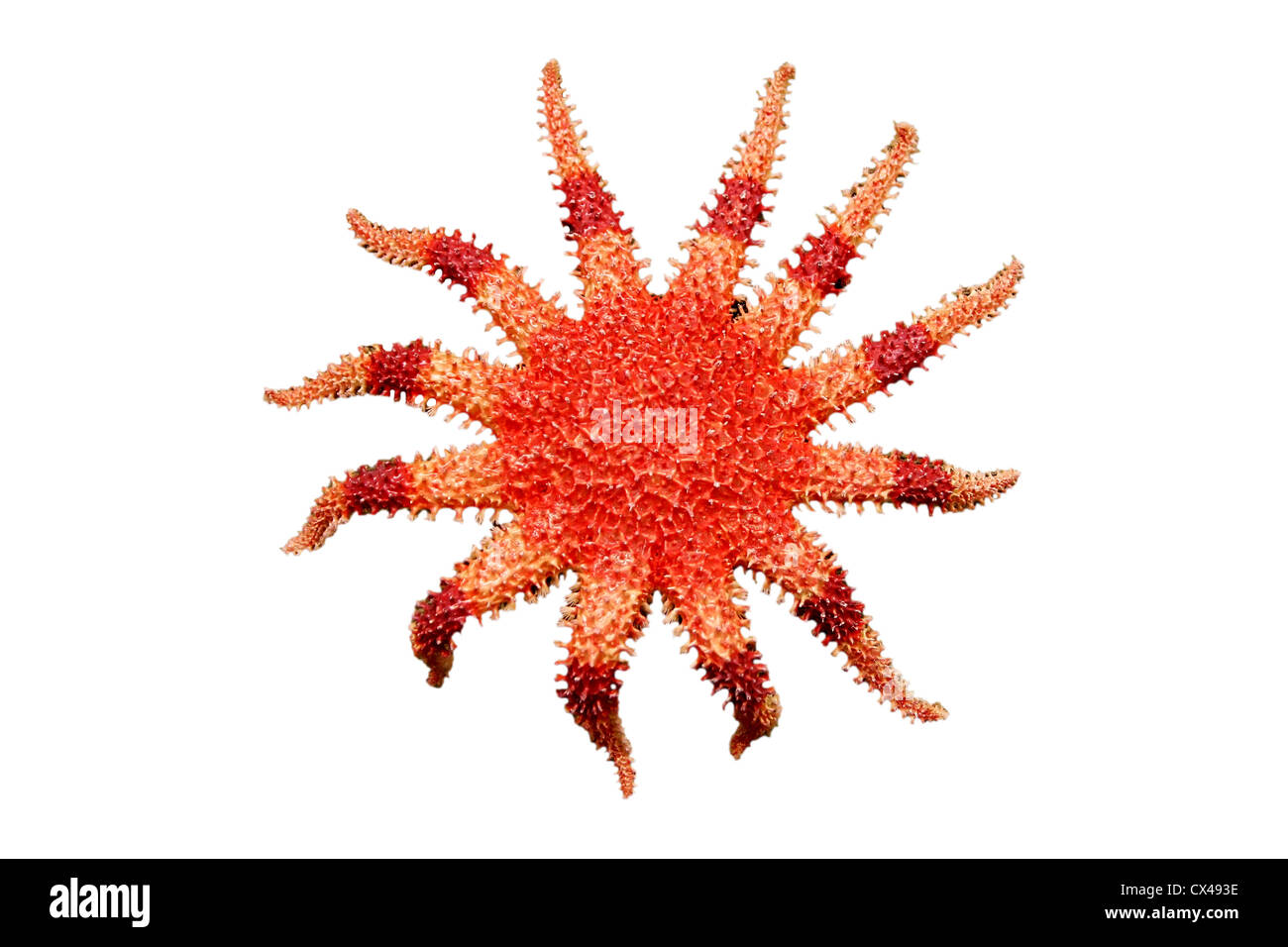 SeaStar Stockfoto