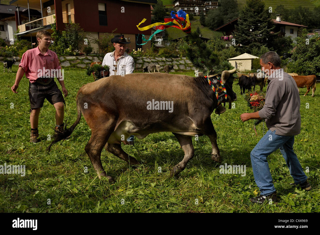 (Neustift Im Stubaital Almabtrieb) Fest, bringen die Kühe nach unten vom hohen alpinen Weiden in den österreichischen Alpen Stockfoto