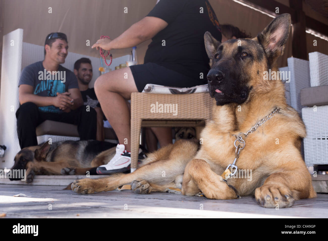 Aufmerksame Deutscher Schäferhund, zwei weitere im Hintergrund mit den Eigentümern Stockfoto