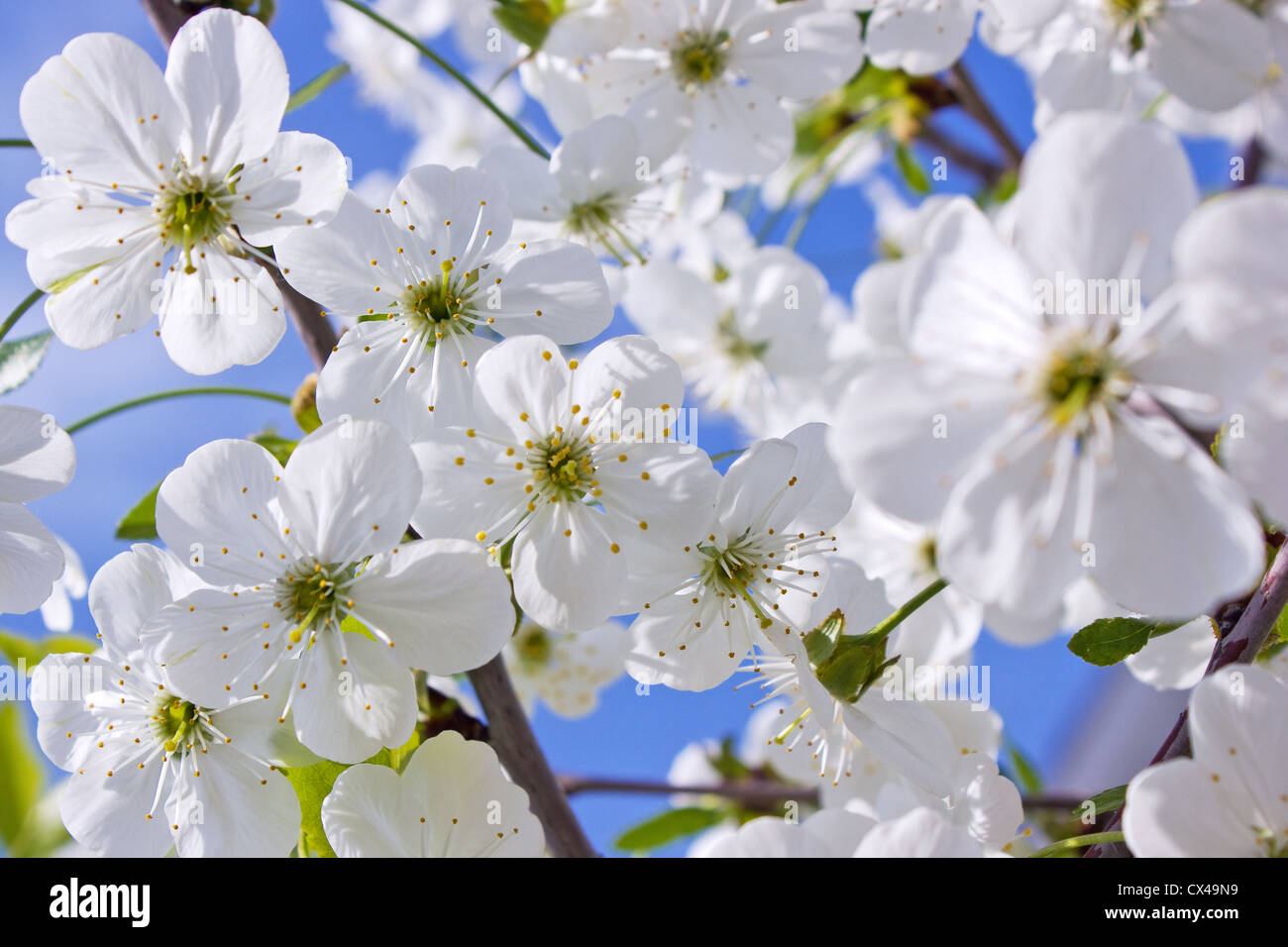 Schöne Frühlingsblumen der Aprikosenbaum Stockfoto
