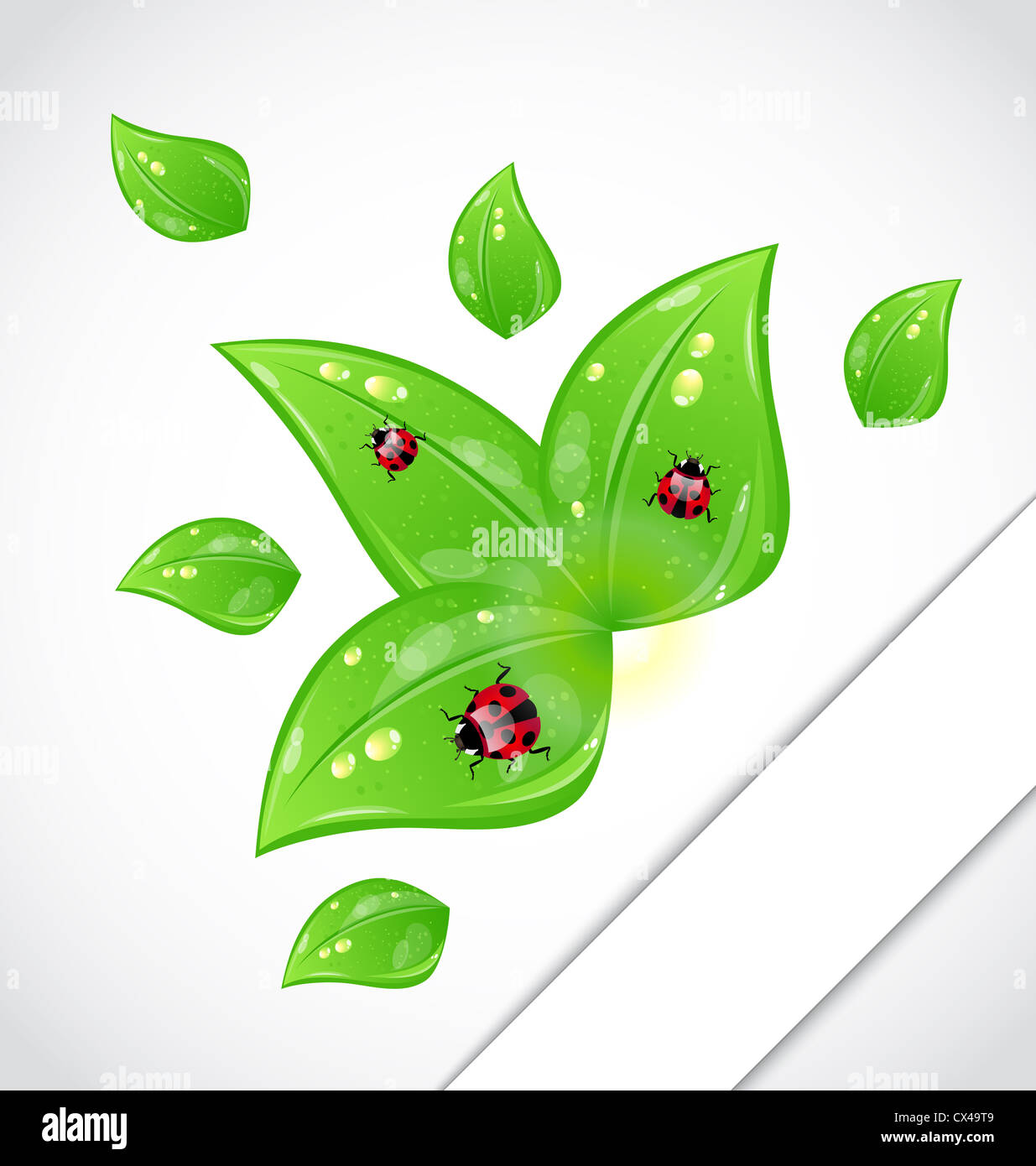 Abbildung Business Broschüre Vorlage mit grünen Blättern und Marienkäfer - Vektor Stockfoto