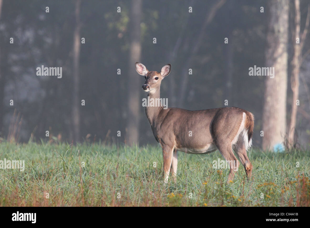 Eine Warnung Whitetail Doe in einem Feld. Stockfoto