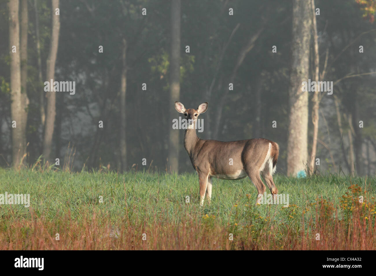 Ein Whitetail Doe steht Warnung in einem Feld. Stockfoto