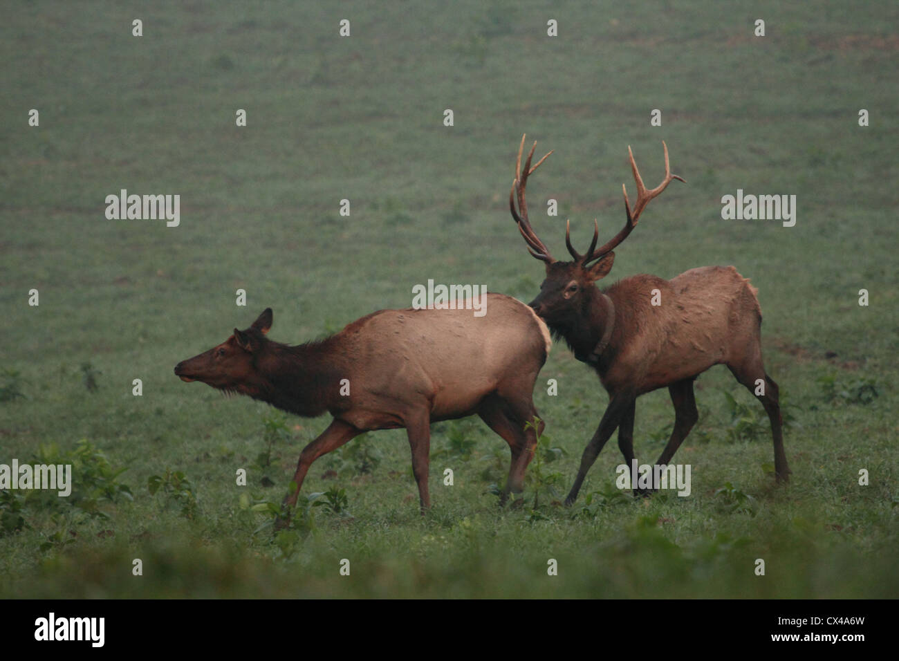 Ein Stier Elch folgt eine Kuh während der Paarungszeit. Stockfoto