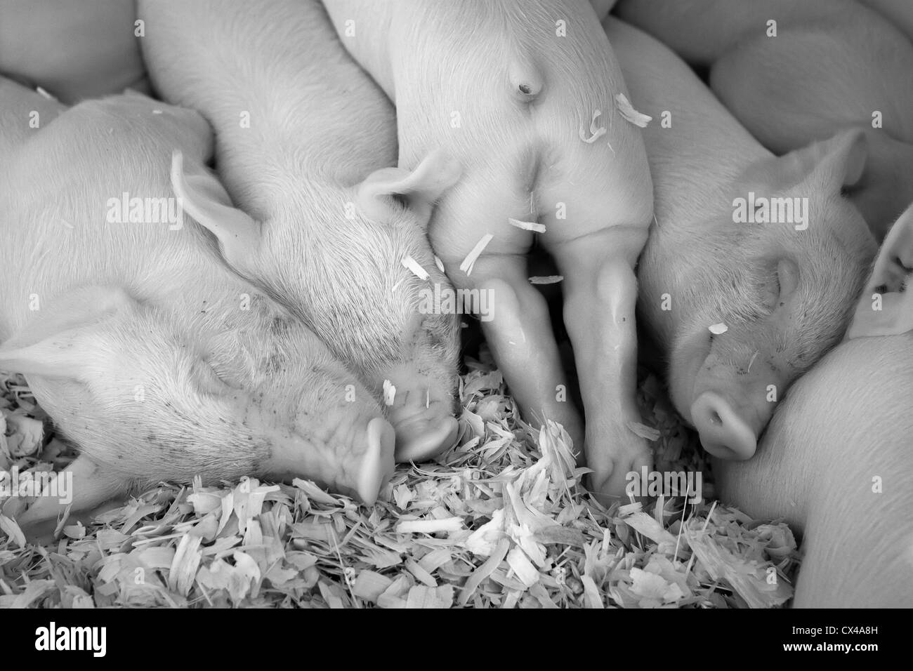 schwarz / weiß Bild von Baby-Schweine schlafen Stockfoto