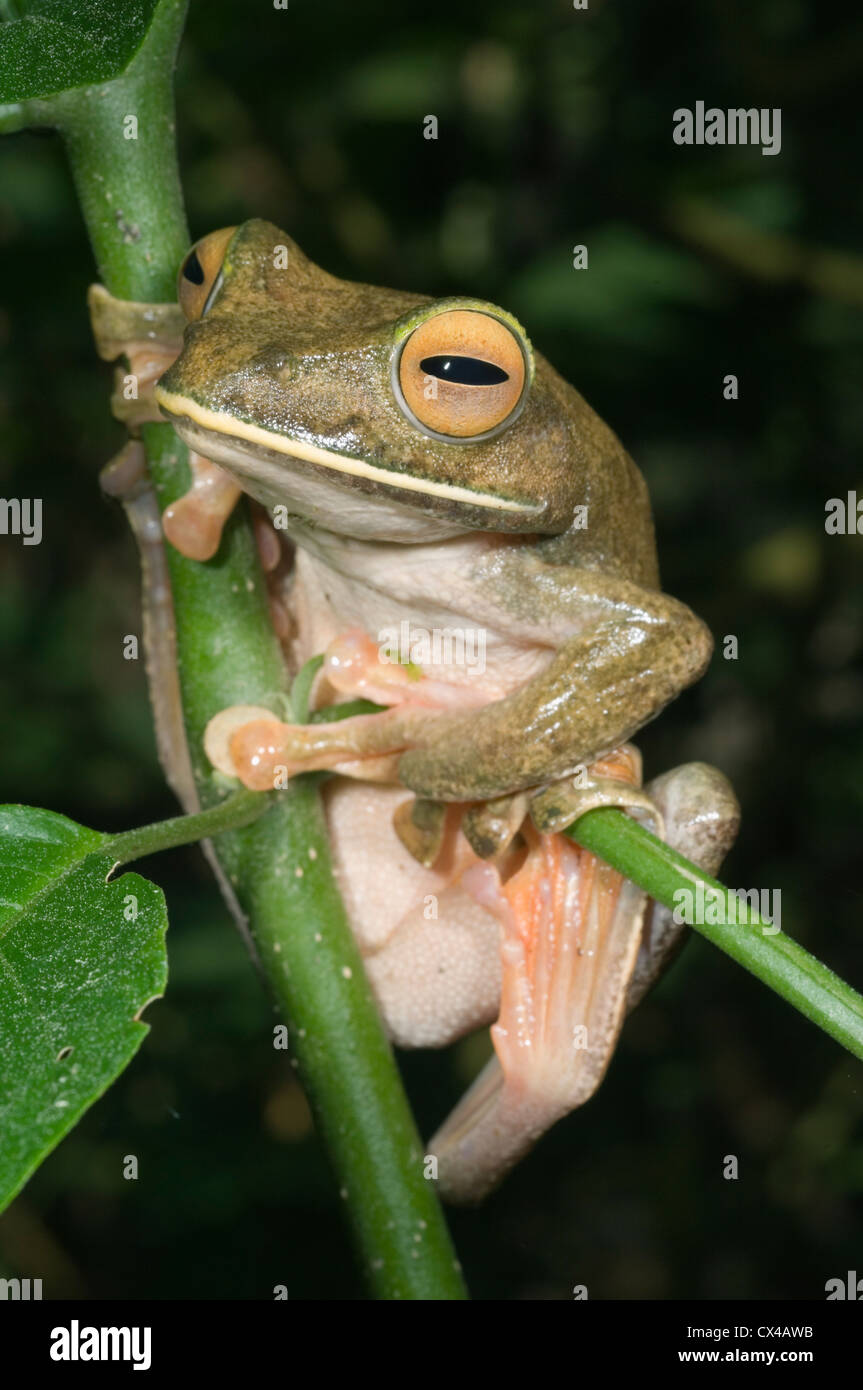 Riese oder Weißlippen-Laubfrosch, (Boophis Albilabris), Andasibe-Mantadia Nationalpark, Madagaskar. Stockfoto