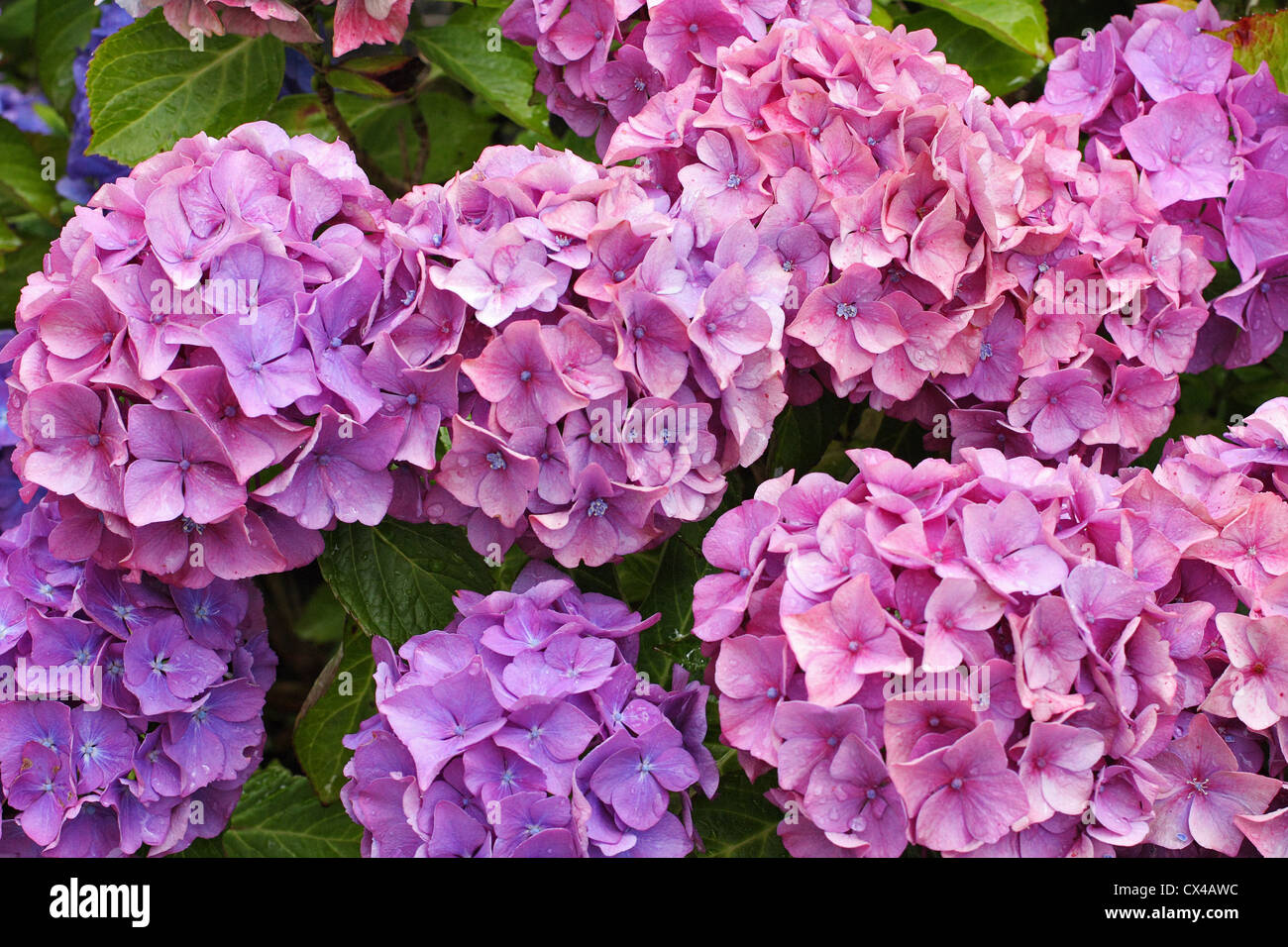 Schöne Hortensia, Hydrangeaceae Blumen in voller Blüte Stockfoto