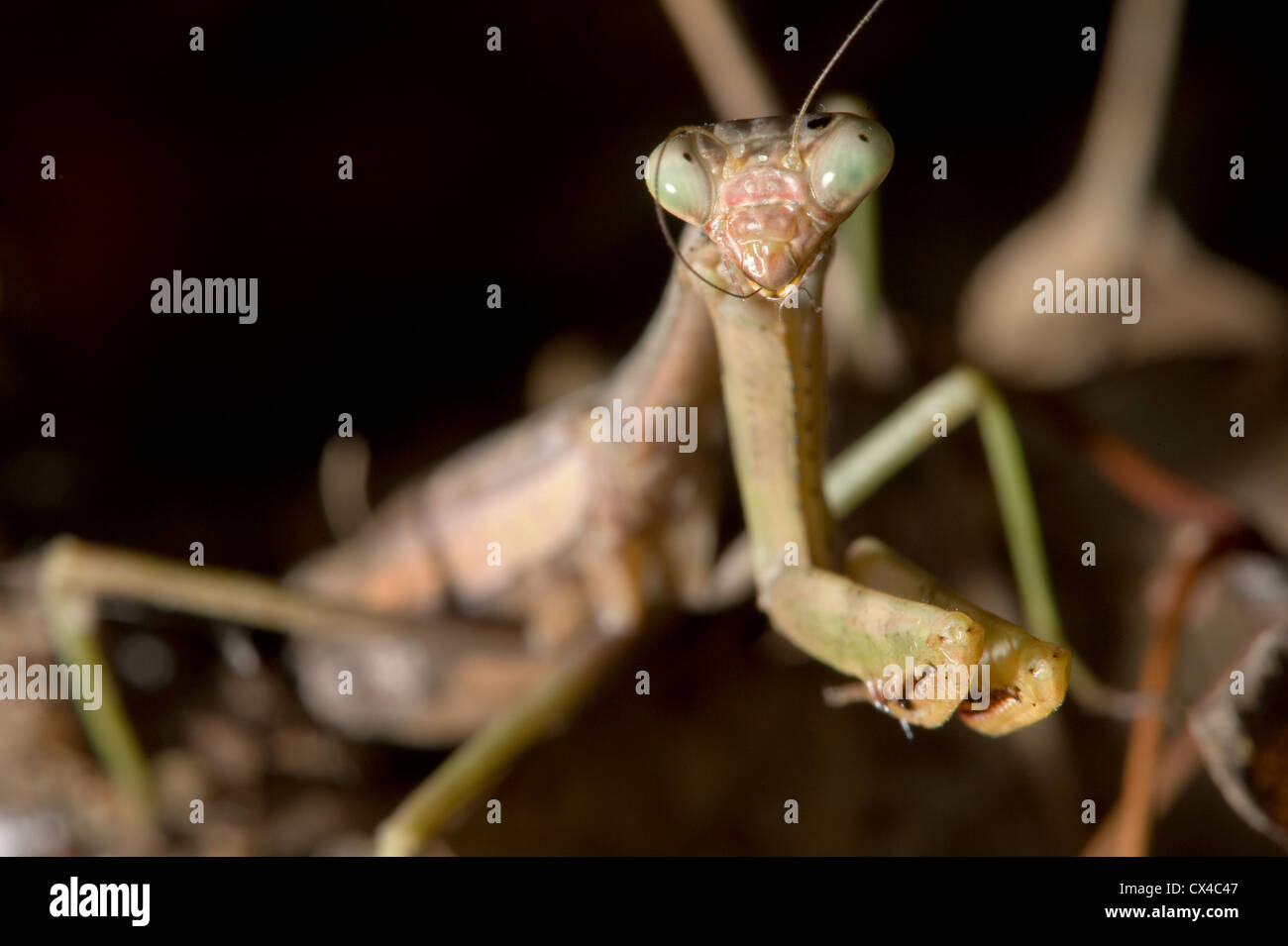 Schuss von einer Jagd Mantis außerhalb hautnah. Stockfoto