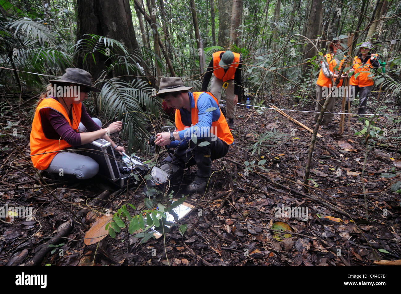 Wissenschaftlerteam Einrichtung Ausrüstung während Regenwald Umfrage, Atherton Tableland, Queensland, Australien. Weder Herr PR Stockfoto