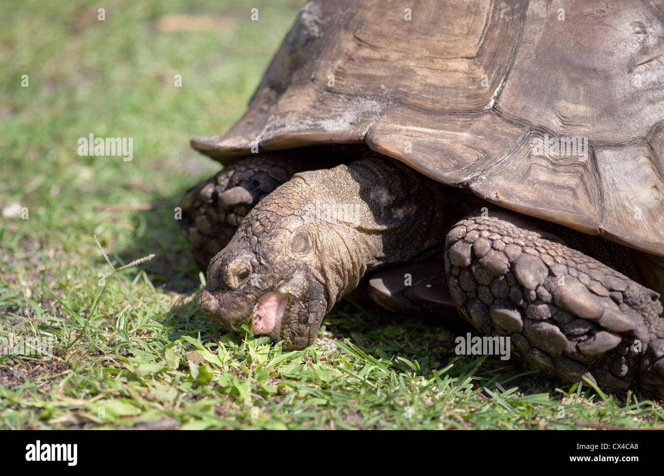 Nahaufnahme von einer Riesenschildkröte Essen Rasen. Stockfoto