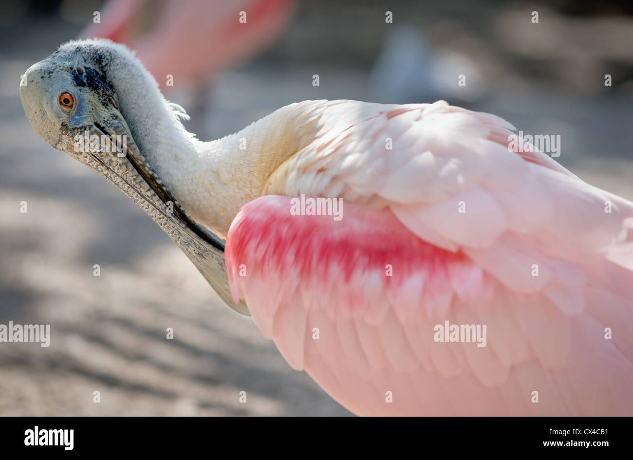 Rosa rosige Löffler (Platalea Ajaja) Reinigung der Federn auf dem Flügel. Stockfoto