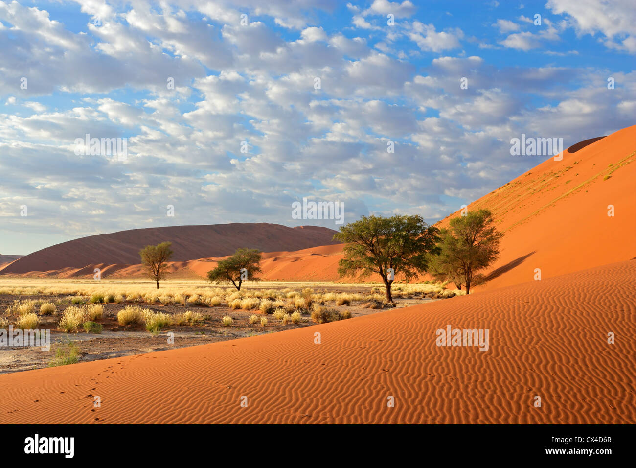 Sossusvlei-Landschaft mit Akazien und roten Sanddünen, Namibia, Südliches Afrika Stockfoto