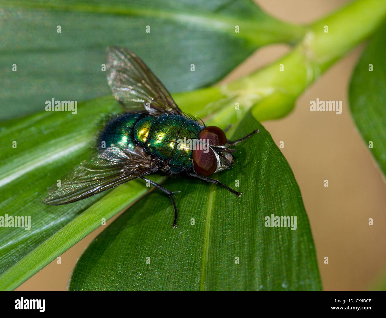 Greenbottle Fly (Lucilia Caesar), eine Art der Schmeißfliege auf AAS angezogen und in forensischen Entomologie verwendet Stockfoto