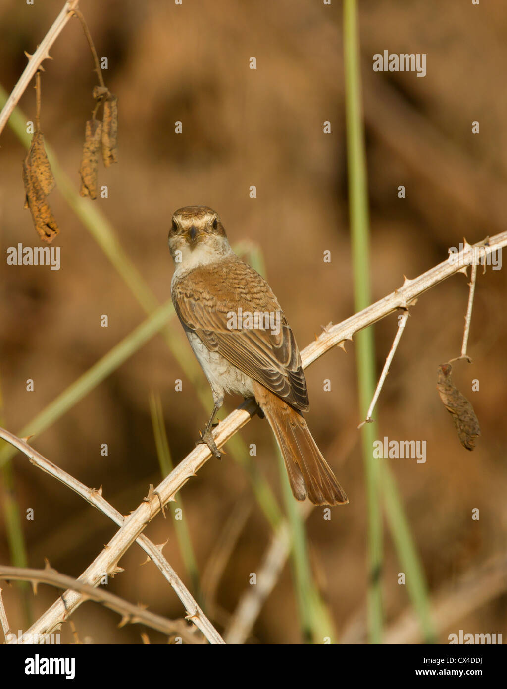 Red Backed Shrike Juvenile Lanius Collurio streichen und die Verbreitung seiner Rute September Stockfoto