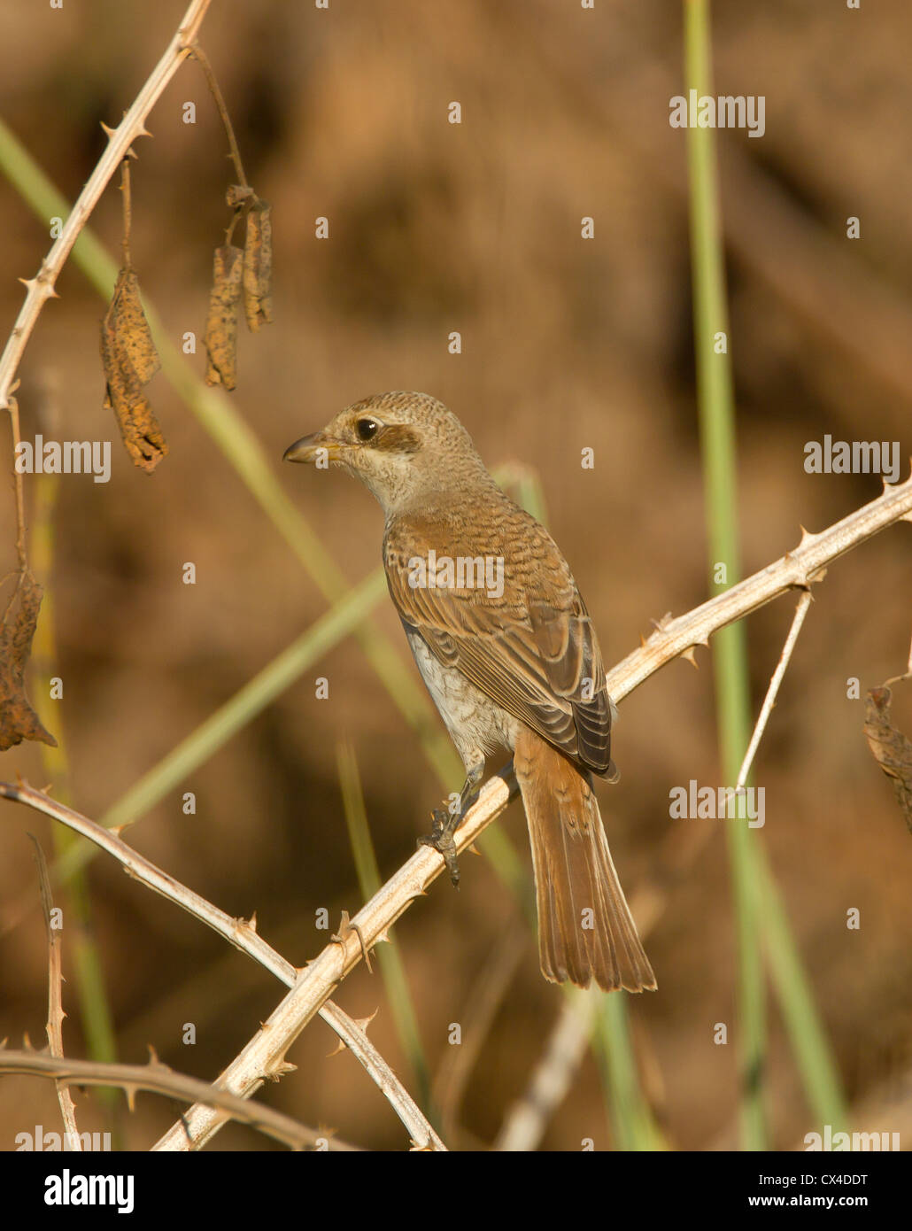 Red Backed Shrike Juvenile Lanius Collurio streichen und die Verbreitung seiner Rute September Stockfoto