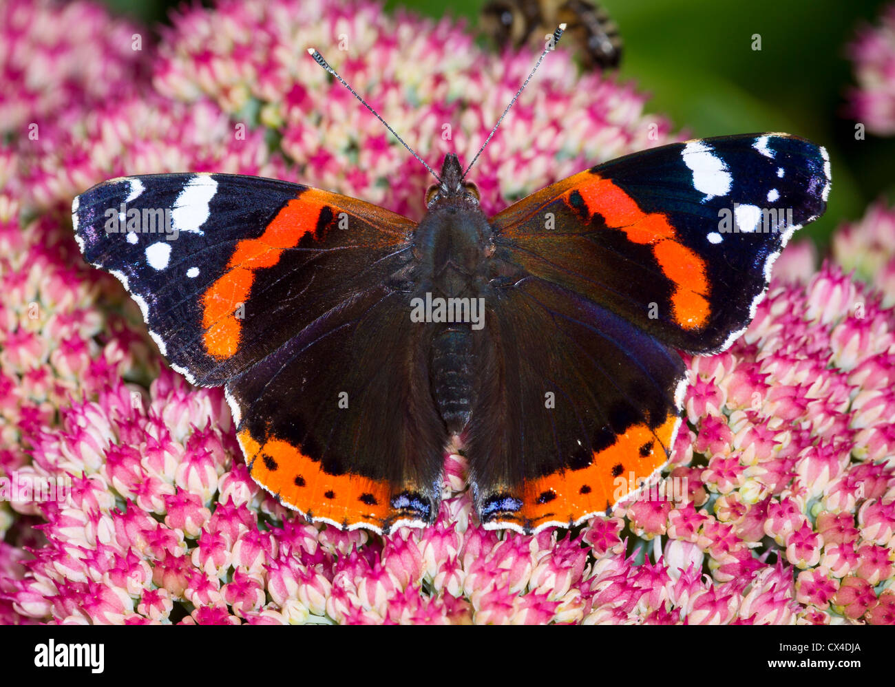 Red Admiral Schmetterling (Vanessa Atalanta) sonnen sich auf der rosa saftige Garten Blume Fetthenne (Sedum) Stockfoto