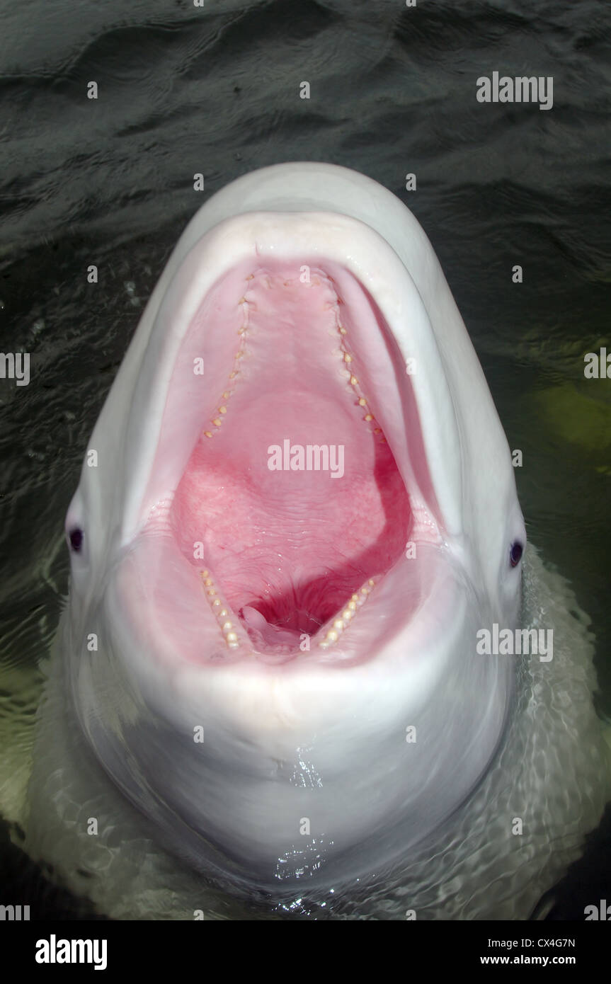 Portrait von Beluga mit offenem Mund. Beluga whale (Delphinapterus leucas) Japan, Fernost, Primorski Krai, Russische Föderation Stockfoto