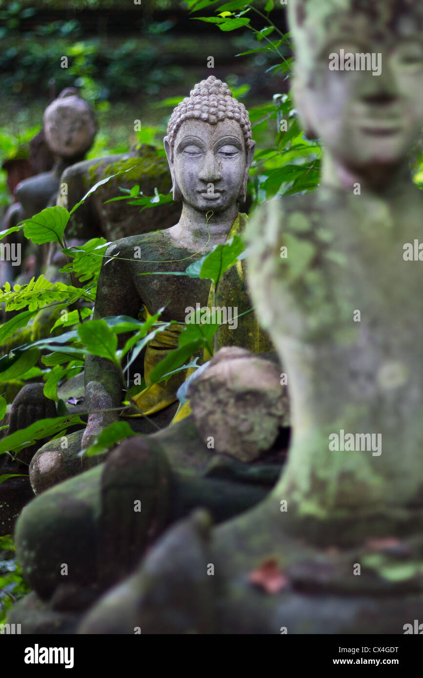 Buddha-Kopf im Wat Tempel Chiang Mai 2 Stockfoto