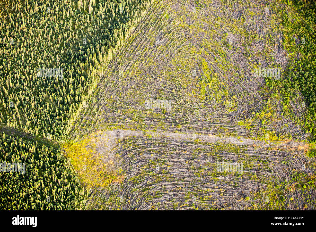 Klar borealen Waldbäume gefällt, um Platz zu machen für ein neues Tar mine nördlich von Fort McMurray, Alberta, Kanada Sands Stockfoto