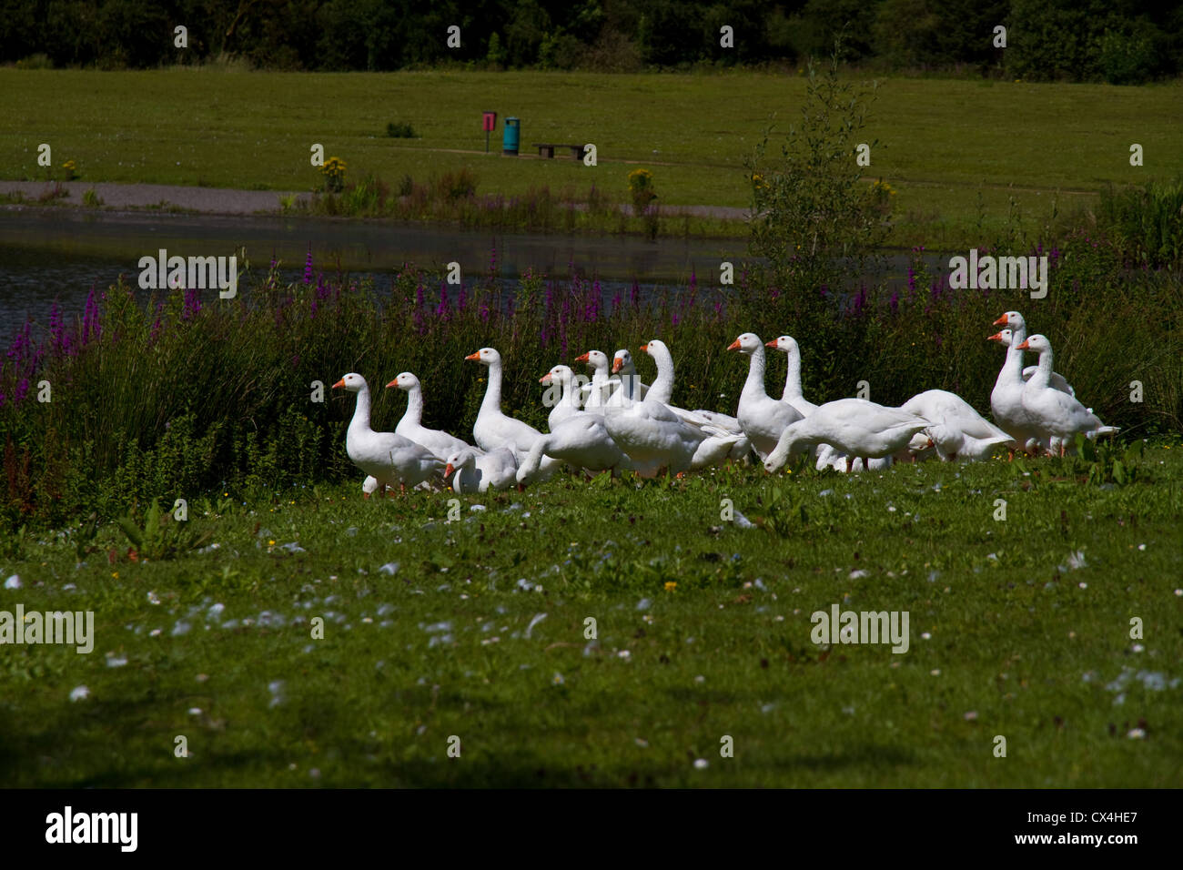 Eine Herde von weißen Bauernhof Gänse an einem See Stockfoto