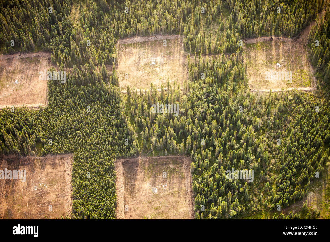 Klar borealen Waldbäume gefällt, um Platz zu machen für ein neues Tar mine nördlich von Fort McMurray, Alberta, Kanada Sands Stockfoto