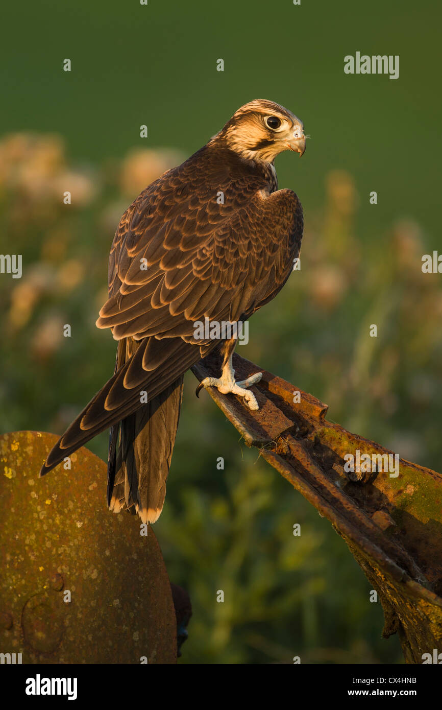 Lanner Falcon thront auf verrosteten Landmaschinen im goldenen Abendlicht Stockfoto