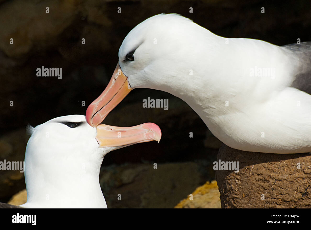 Verschachtelung Black-Browed Albatross (Thalassarche Melanophrys) koppeln Hals Saunders Island Falkland-Süd Atlantik Stockfoto