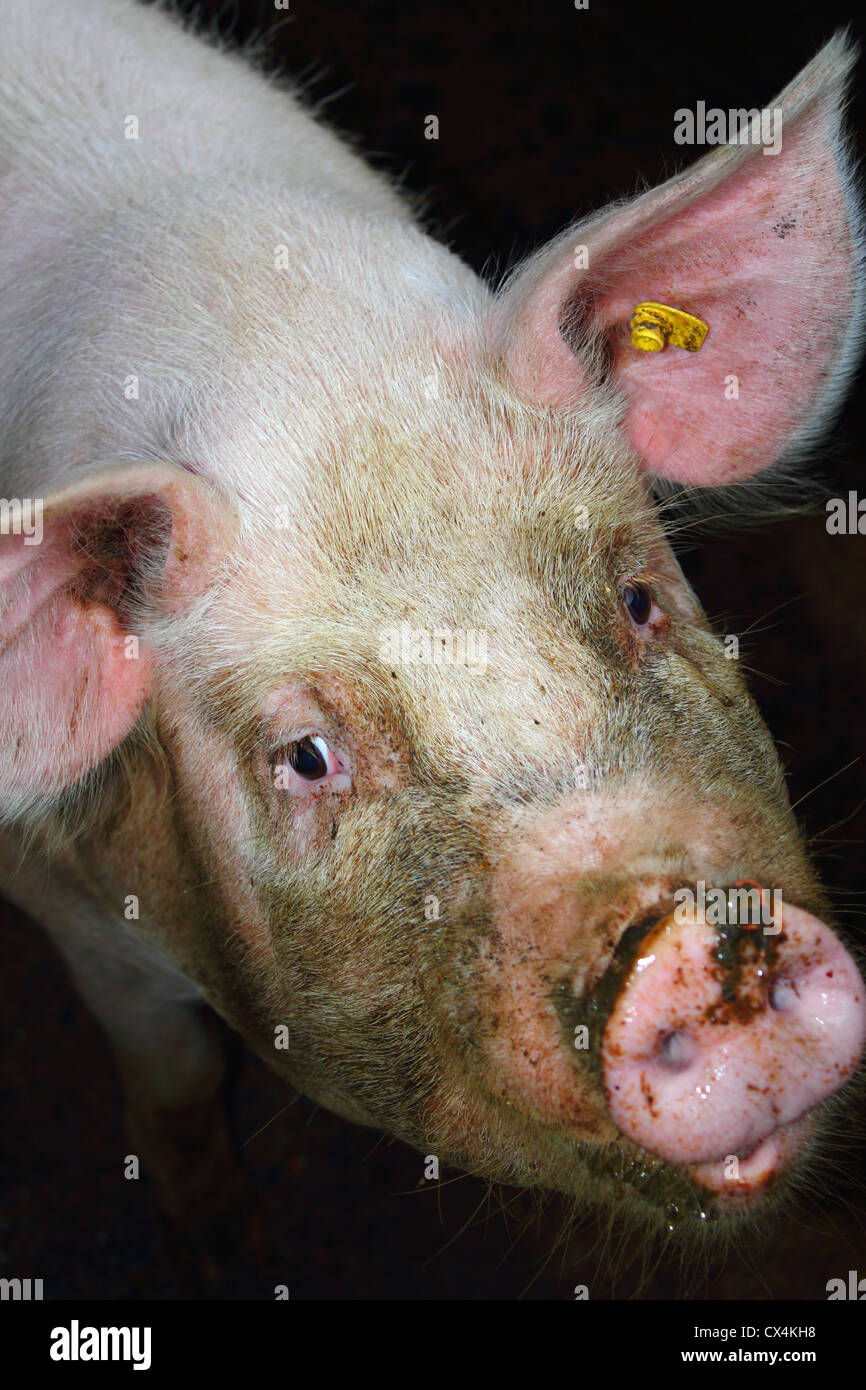 Porträt von ein sehr schmutziges Schwein Stockfoto