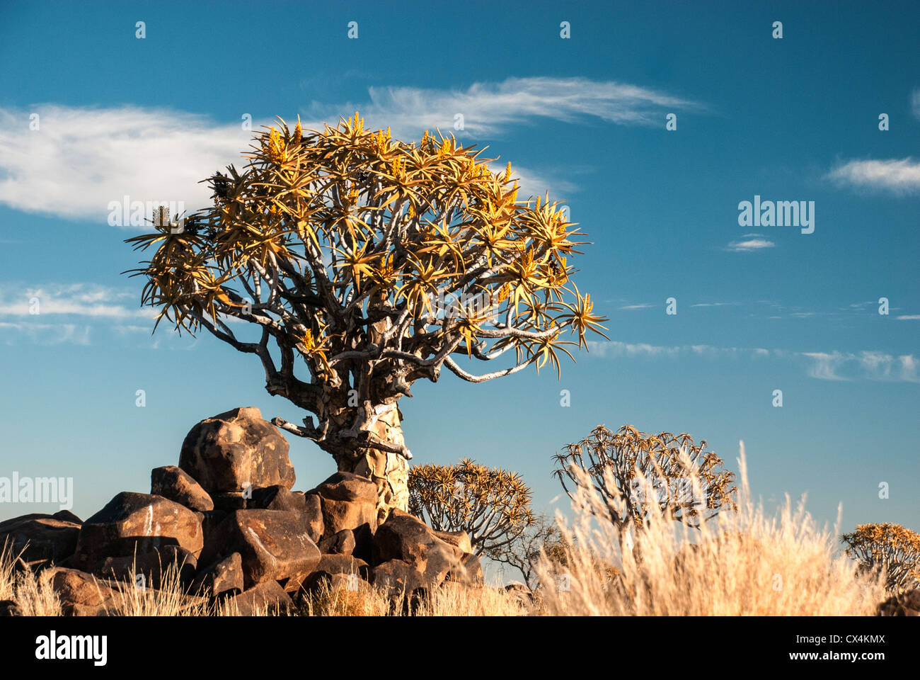 Zittern Sie Bäume, Kokerboom, Aloe Dichotoma, zucken Sie Baum Wald, Farm Gariganus Keetmannshoop, Namibia, Afrika Stockfoto