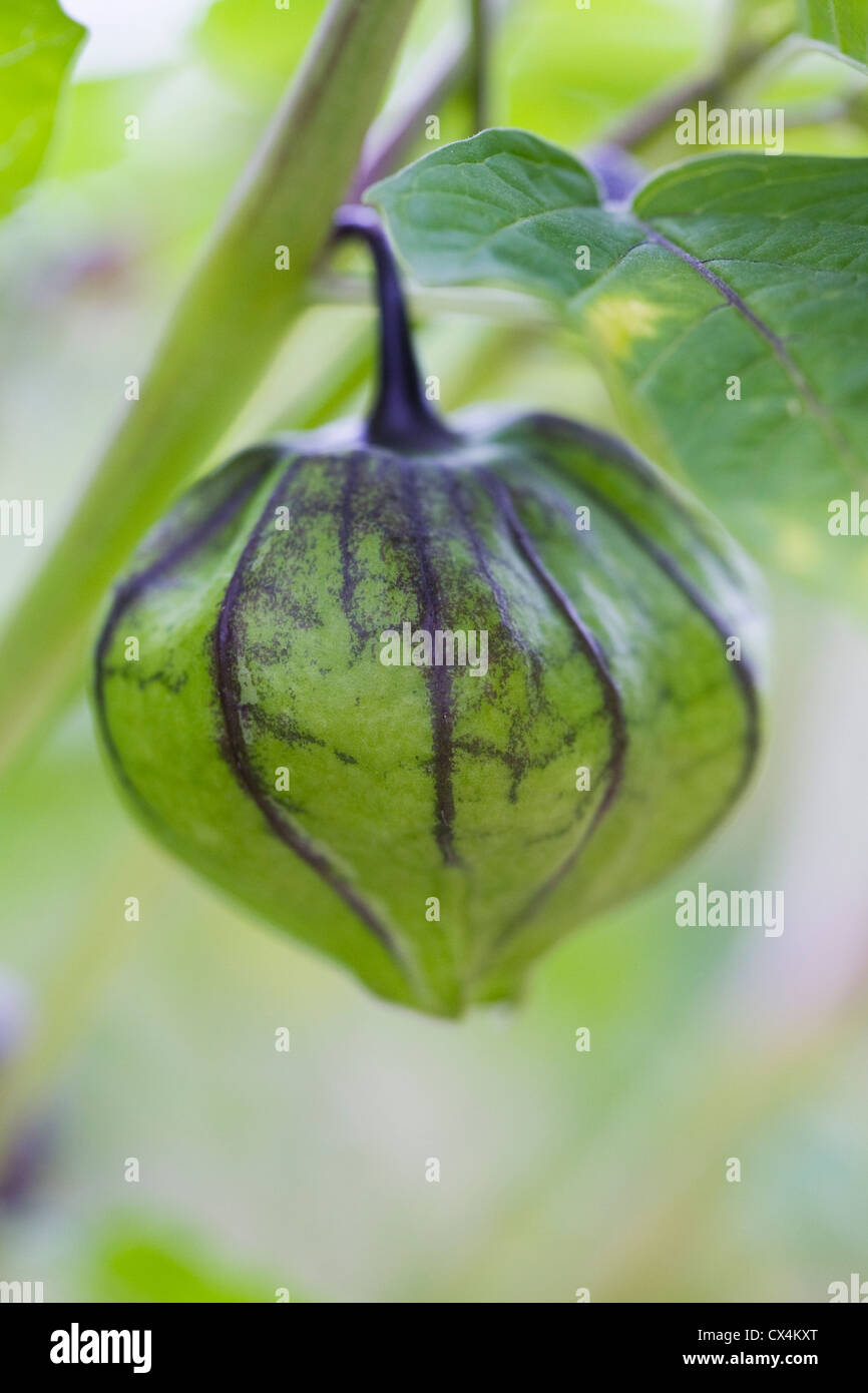 Tomatilloes Fotos und Bildmaterial in hoher Auflösung Alamy
