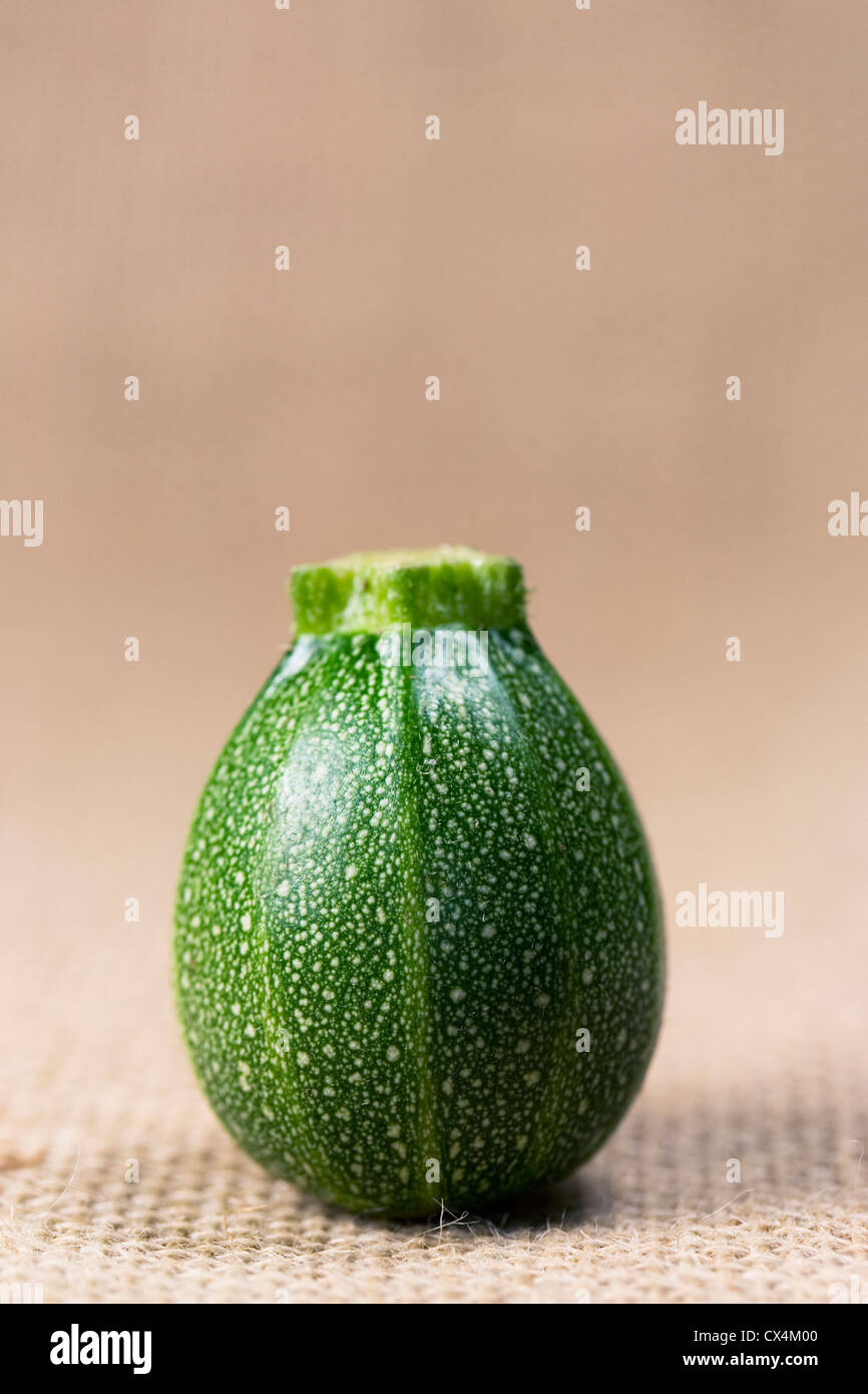 Cucurbita Pepo. Mini Ball Zucchini vor dem Hessischen Hintergrund. Stockfoto