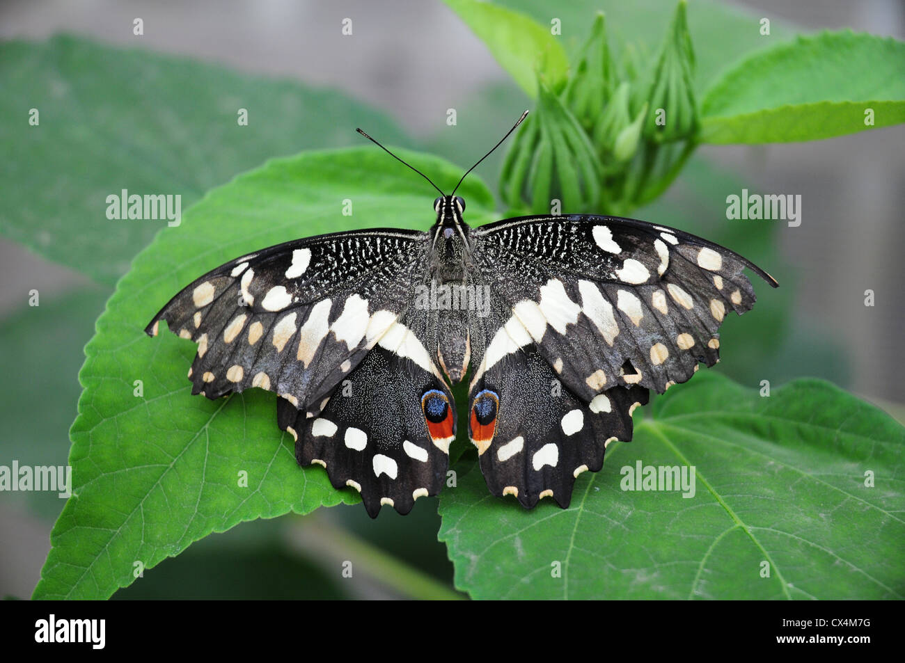 Zitrus schlucken Tail Schmetterling. Papilio Demodocus.  Der Weihnachts-Schmetterling Stockfoto