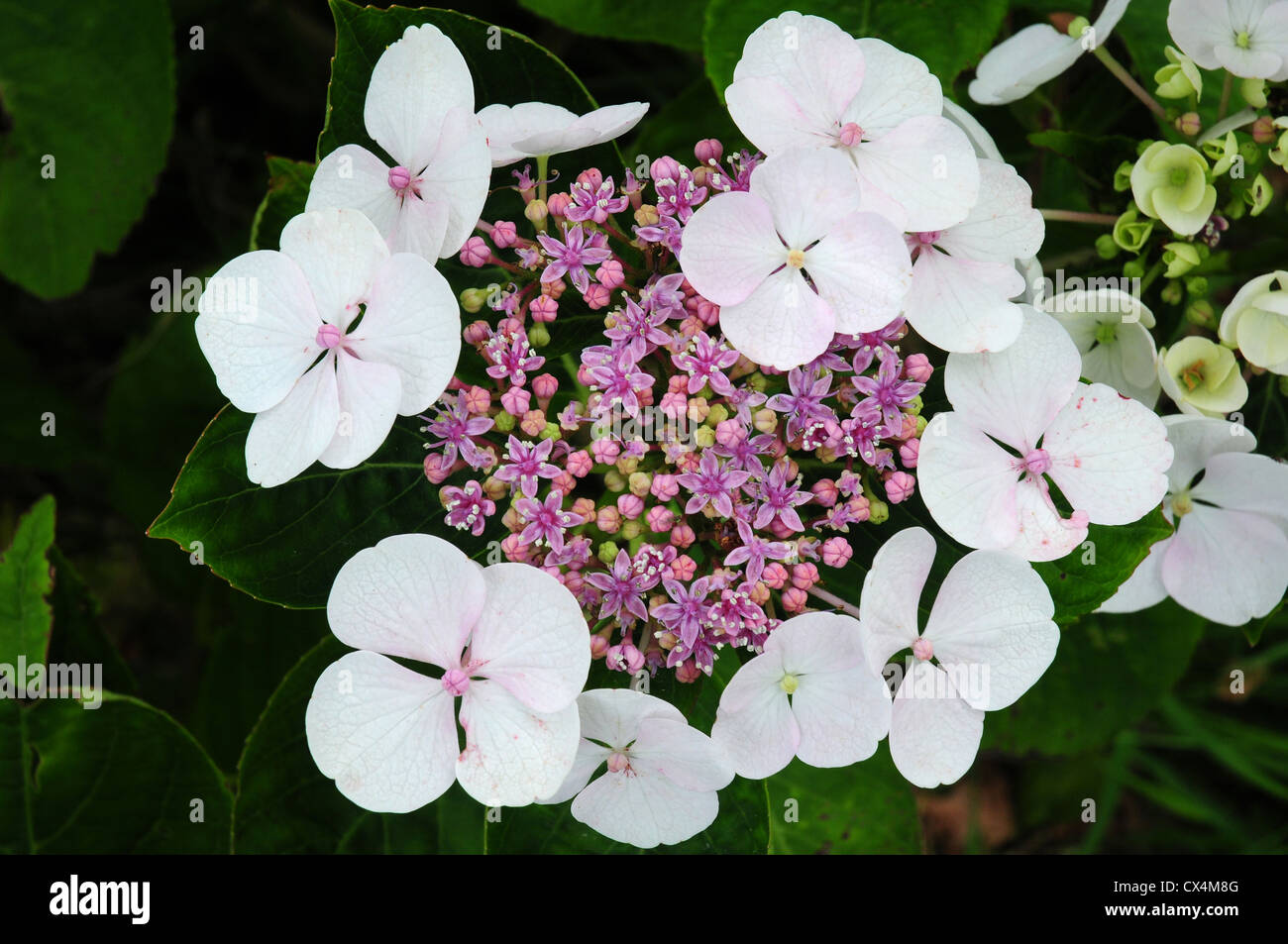 Blume der Hydrangea Macrophylla Spitzenhäubchen. Stockfoto