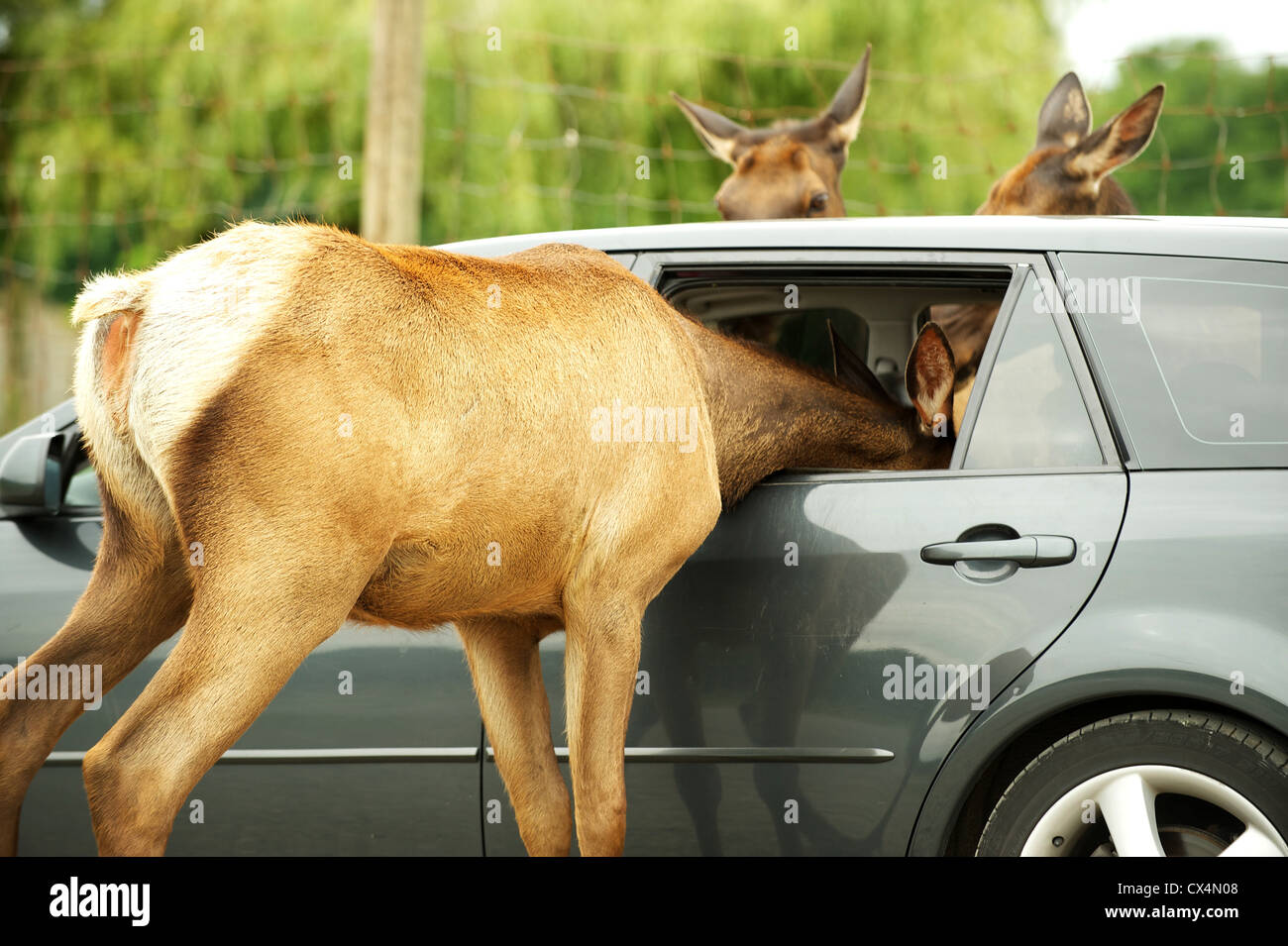 Die Olympischen Spiel Farm. Sequiem, Olympic Peninsula, Washington State, USA Stockfoto