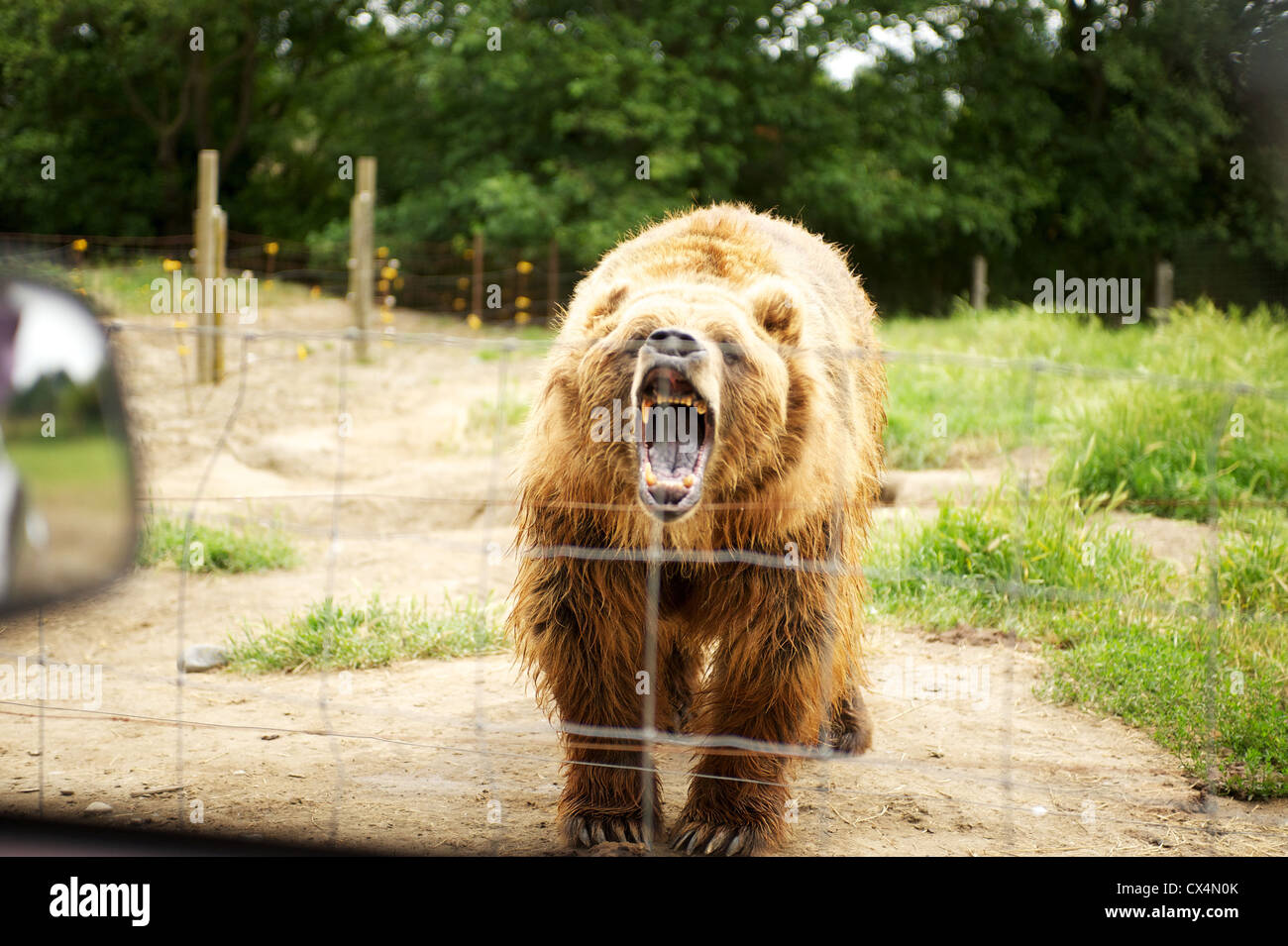 Kodiak Grizzly Bear. Die Olympischen Spiel Farm. Sequiem, Olympic Peninsula, Washington State, USA Stockfoto