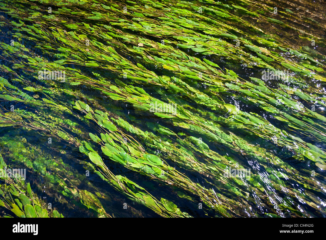 Longleaf Laichkräuter (Potamogeton Nodosus) schwebend in Allier Flusses aktuelle (Allier - Auvergne - Frankreich). Potamots Noueux. Stockfoto